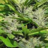 Cristal Paradise strain photo