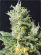Widow 2004 strain photo