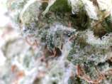 Chem Daze strain photo