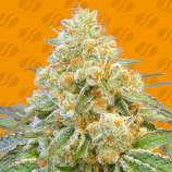 Do-Si-Dos OG strain photo