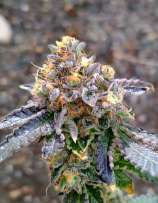 Biscochi strain photo