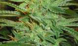 AK Mir strain photo