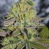 Sweet Zombie strain photo