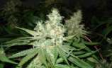 Westside strain photo