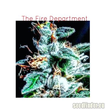 Berries and Cream strain photo