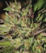 Collie Man Kush strain photo