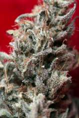 O' Haze Red strain photo