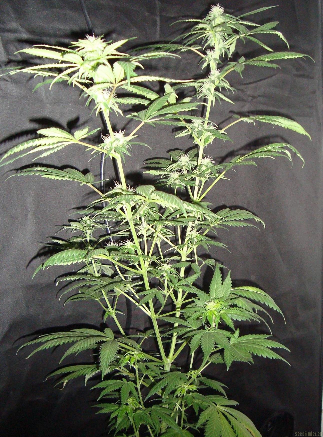 Northern Lights x Skunk #1 strain photo