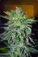 Haze Mist strain photo