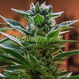 Headband x C99 strain photo