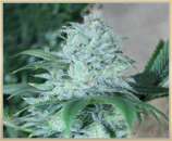 Daybreaker strain photo