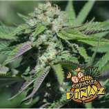 Caramel Pinaz strain photo