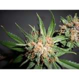 Green Crack Diesel strain photo