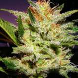 Amnesia Haze strain photo