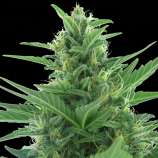 Quick Bud strain photo