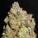 Purple Afghani strain photo