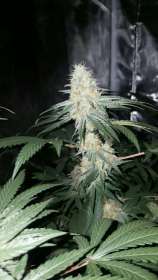 Auto Skywalker strain photo