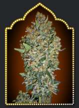 CheeseBerry strain photo