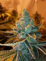 The Maji strain photo