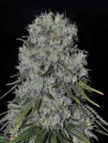 Kritikal Bilbo Auto strain photo