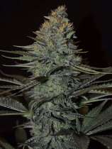 Underground Originals - KillerSkunk strain photo