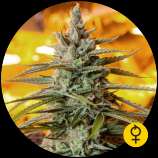 The Bulldog Seeds - Auto Northern Light strain photo