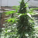 Bulk Cheese Auto strain photo