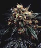 Armageddon Skunk strain photo
