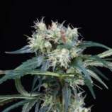 Northern Lights 5 Haze strain photo