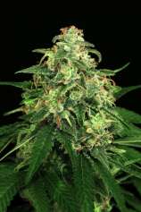 Mango Cream strain photo