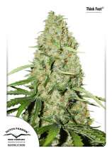 Think Fast strain photo