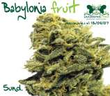 Babilonia Fruit strain photo
