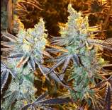 Crunch Berries strain photo