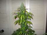 Classic Seeds - Critical Romulan strain photo