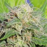 Super Auto Lemon Haze strain photo