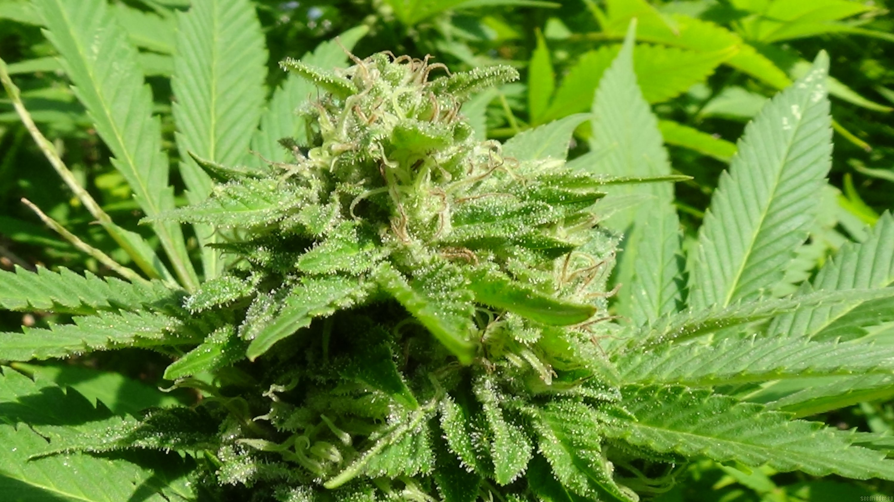 White Fruit strain photo