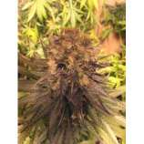 Riot Seeds - Purple OG Kush x Pre98 Bubba strain photo