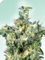 American Dream strain photo