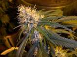 Super Cannalope strain photo