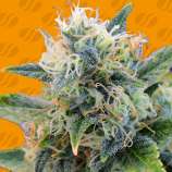 Girl Scout Cookies strain photo