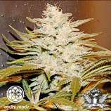 Sunshine 4 strain photo