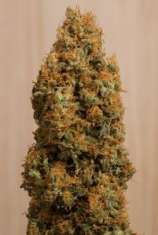 Humboldt Seed Organisation - Green Crack CBD strain photo