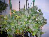 Grinderella strain photo