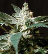 Wild Rose strain photo