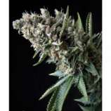 Auto Nefertiti strain photo