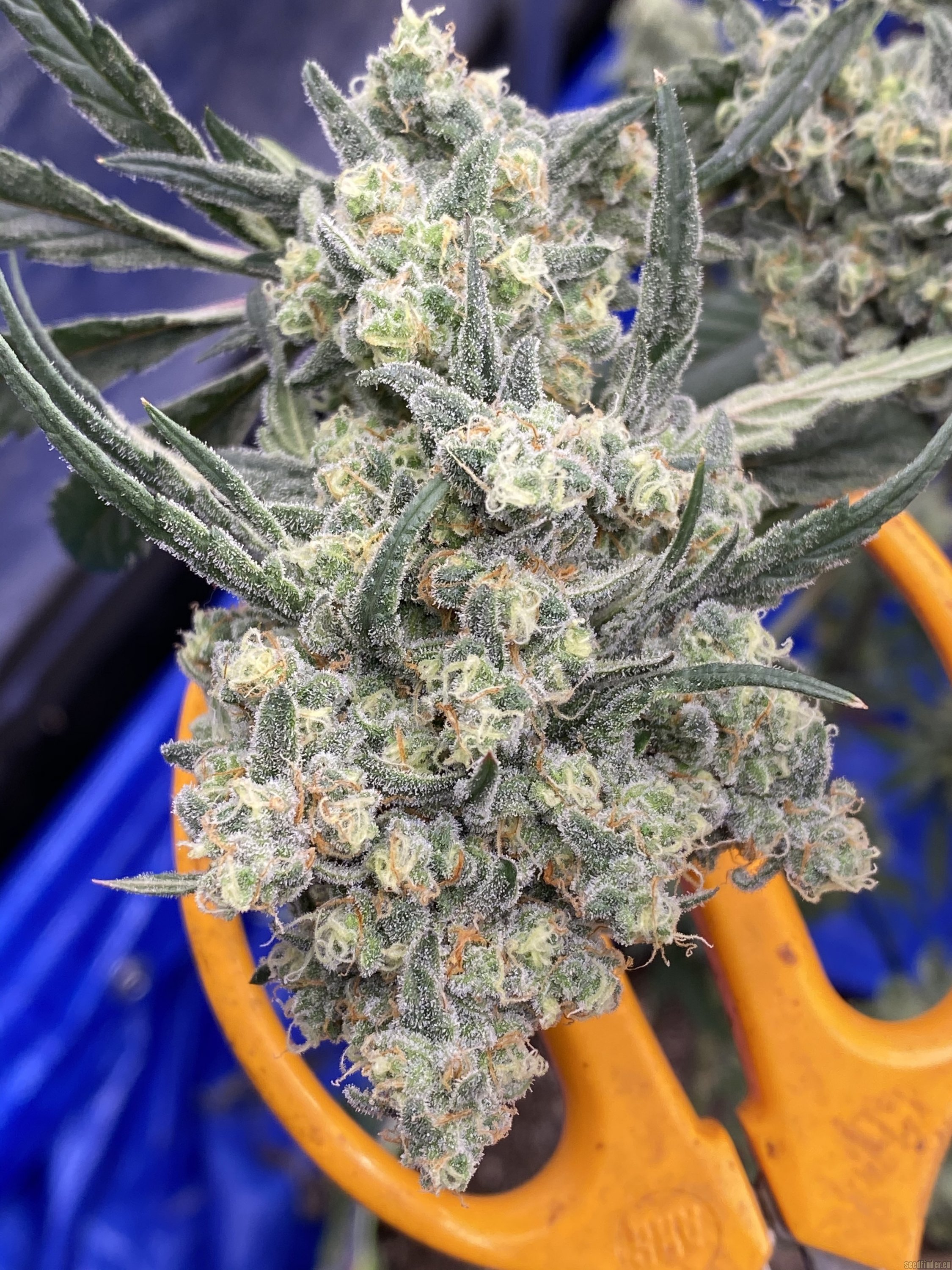 Trainwreck strain photo