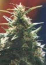 Haze strain photo