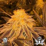 Z3 strain photo