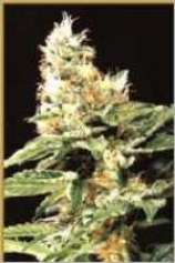 Hemcy Genetics - Californian Orange strain photo
