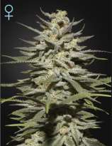 Super Lemon Haze CBD strain photo